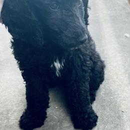 Aussiedoodle and Poodle Puppies from Sassy Poodle’s & Doodle’s