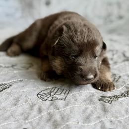 Garret-Bright Blue - Black and tan male German Shepherd puppy in Medical Lake, Washington from Nine Realms German Shepherds