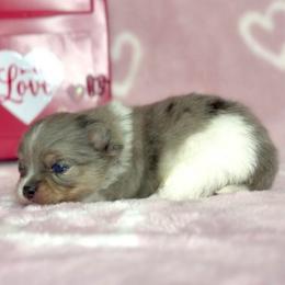Blue Merle Tri Boy . AKC - Blue merle male Pomeranian puppy in Princeton, New Jersey from PureLove Poms.