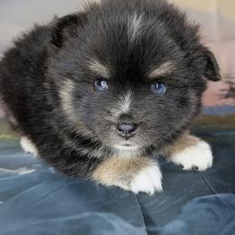 Chai - 1700.00 - Black and white female Pomsky puppy in Spring Hill, Florida from www.PuppyTimeEmporium.com
