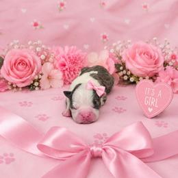 Blue girl 1 - Blue female Boston Terrier puppy in San Antonio, Texas from JT Bostons
