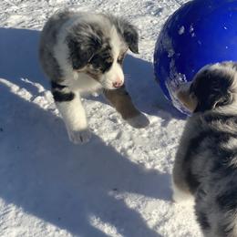 Australian Shepherd Puppies from Echolight Australian Shepherds