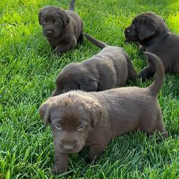 Labrador Retrievers from Scotty’s Chocolate Labs