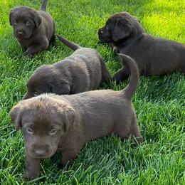 Labrador Retrievers from Scotty’s Chocolate Labs