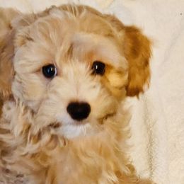 Maltipoo Puppies from Maltipoo_vegas