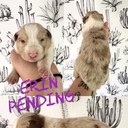 Erin - Red merle female Border Collie puppy in Sanger, California from Flying M Cactus Ranch Buddies