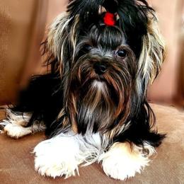 Loki - Yorkshire Terrier