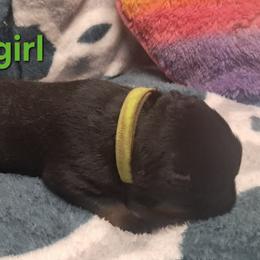 Girl 2 - Black and mahogany female Rottweiler puppy in De Witt, Iowa from Irish Eyes Kennels