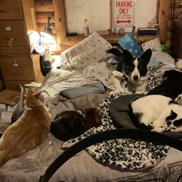 Cardigan Welsh Corgi All Grown Up from Wingsong