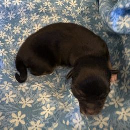 Pecan - Black tri male Miniature Australian Shepherd puppy in Port Saint Lucie, Florida from Charlene Brannon's Mini Australian Shepherds