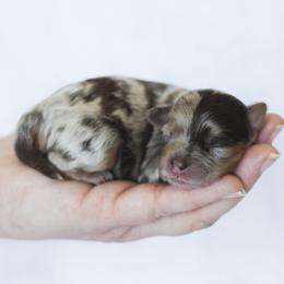 Twix - Merle male Shihpoo puppy in Nickelsville, Virginia from The Teddybear Shihpoo