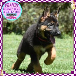 BRANDY IS A BEAUTY - Black and red female German Shepherd puppy in Murrieta, California from Diamond Oaks German Shepherds
