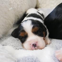 Thea - Tri-color female Cavalier King Charles Spaniel puppy in Marcellus, Michigan from Coolcreek Pets