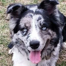 Storm - Australian Shepherd