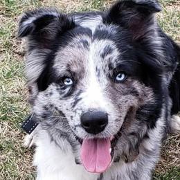 Storm - Australian Shepherd
