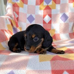 Boy 3 - Black and tan male Dachshund puppy in Oklahoma from Red Oak Long Dogs