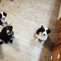 Sheepadoodle and Aussiedoodle Puppies from Masterpiece on the Mississippi Doodles