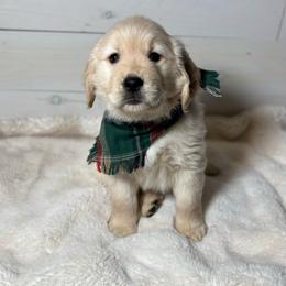 Aspen - Light golden male Golden Retriever puppy in Phillips, Wisconsin from Alfalfa Lane Adventures