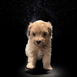 Beck - Cream male Maltipoo puppy in Bells, Texas from Partridge Doodles and Poodles