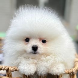 Mickey - Pomeranian