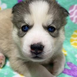 AKC Cotton-tail - Gray and white female Siberian Husky puppy in Centreville, Maryland from Huskies By the Bay