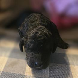 Ridge - Phantom male Goldendoodle puppy in Freedom, New York from Samantha's Goldendoodles