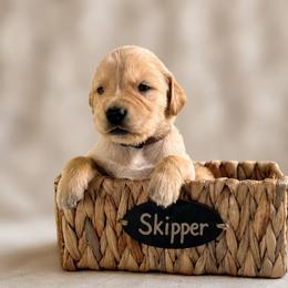 Skipper - Golden male Golden Retriever puppy in San Bernardino, California from Thegoldendreams1