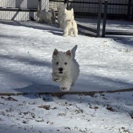 West Highland White Terrier puppies from Dragon Shield Terriers