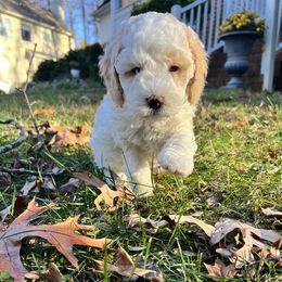 Goldendoodle Puppies from DeBerrys Doodles