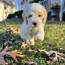 Goldendoodle Puppies from DeBerrys Doodles