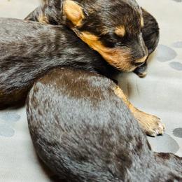 Girl 3 - female Airedale Terrier puppy in Branch, Michigan from Aim High Airedales & German Shorthaired Pointers
