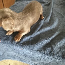 Cinderella - Dachshund