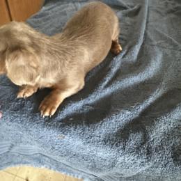 Cinderella - Dachshund