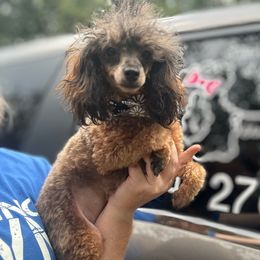 Denali - Poodle