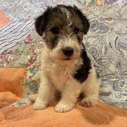 Poppy - White black and tan female Wire Fox Terrier puppy in Lancaster, Missouri from Missouri Meadows Farm