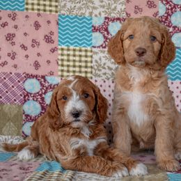 2 Females (2) - Apricot female Irish Doodle puppy in Macedon, New York from Toodles Goldendoodles