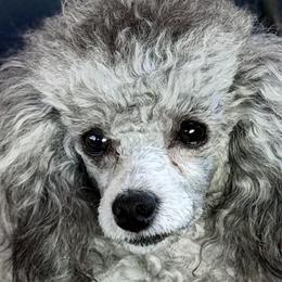 Poodles from Fido Dei Poodles
