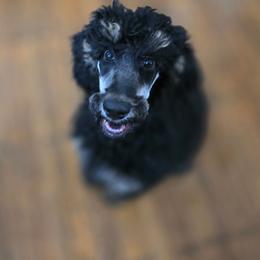 Theo - Phantom male Poodle puppy in New York from Powder Puff Poodles