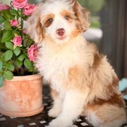 Judith - Brown merle female Aussiedoodle puppy in Ohio from Holley Doodles