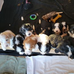 Bernedoodle Puppies from Beloved Bernedoodles of North Dakota