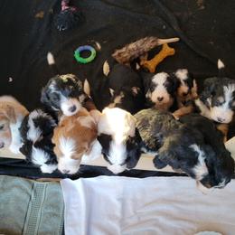 Bernedoodle Puppies from Beloved Bernedoodles of North Dakota