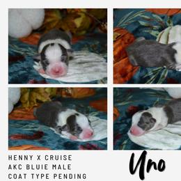 Uno - Blue male Pembroke Welsh Corgi puppy in Poteau, Oklahoma from Half-Pint Corgis