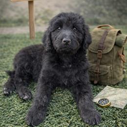 Eddie Munson - Black male Bernedoodle puppy in Bennett, Colorado from Darling Paws, LLC