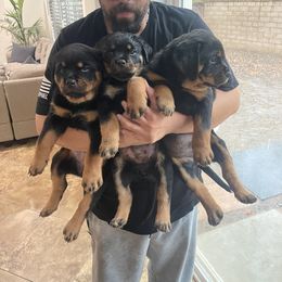 Rottweiler Puppies from GrowlHausRotts