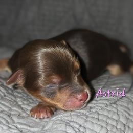Astrid - Chocolate and tan female Yorkshire Terrier puppy in Vancouver, Washington from Yorkastle Kennels