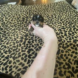 Tiny tradional - Black and gold female Yorkshire Terrier puppy in Yukon, Oklahoma from Tiffs Yorkie babies