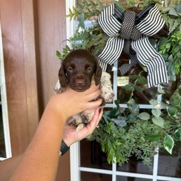 Boy 2 - Piebald male Dachshund puppy in Aurora, Missouri from Baker Farms