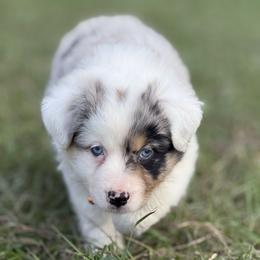 Lola - Blue merle female Australian Shepherd puppy in Orlando, Florida from Skaky Shepherds