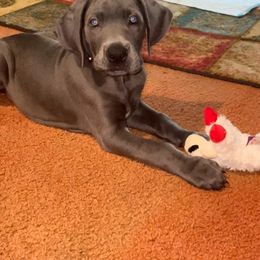 Great Dane Puppies from LC Blue Great Danes