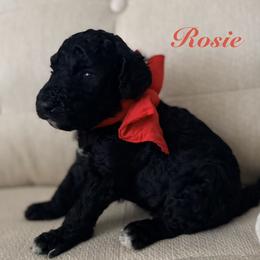 Rose - Black female Poodle puppy in Fishers, Indiana from Grace Haven Poodles